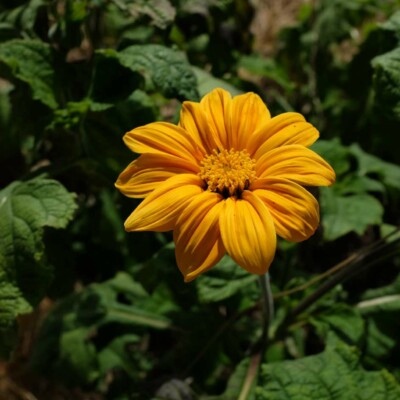 fleur jaune thitonia Yellow Torch