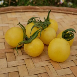 fruits tomate white cherry