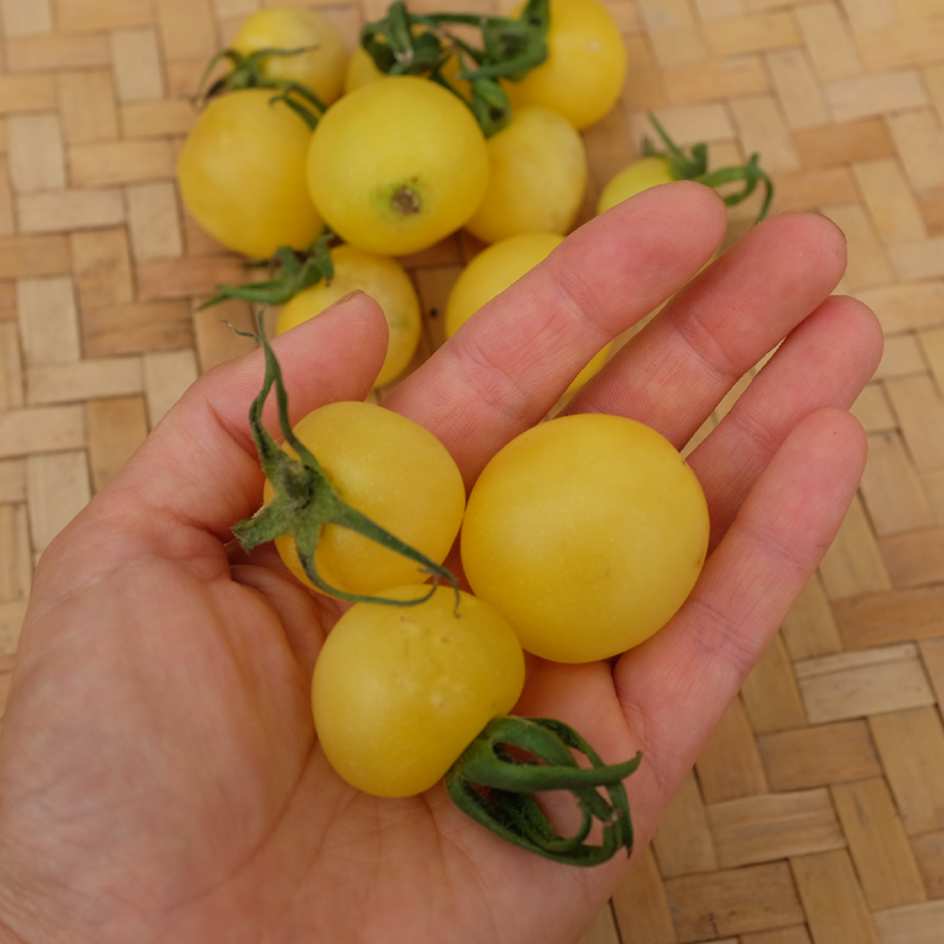tomate white cherry-bio-boiteagraines-2024 (4)_WEB fruits tomate white cherry