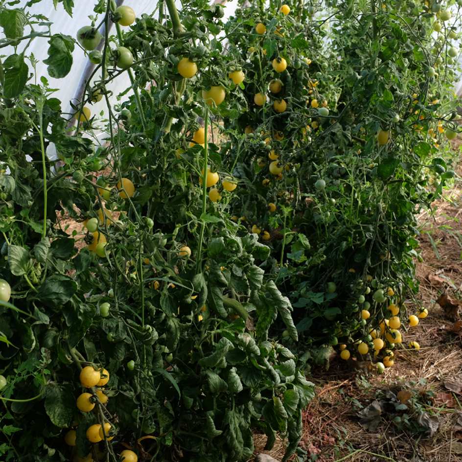 tomate-white-cherry-graine-bio-boite-a-graines-2024 (2)_WEB plant tomate white cherry