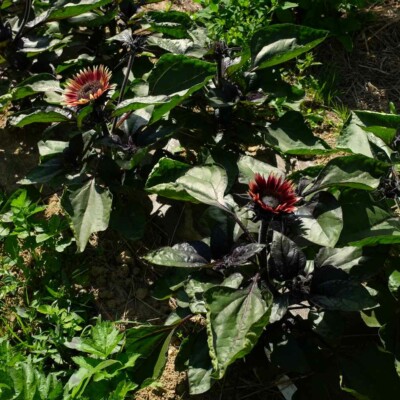 tournesol mrs mars bio la boite a graines semences plant feuillage décoratif