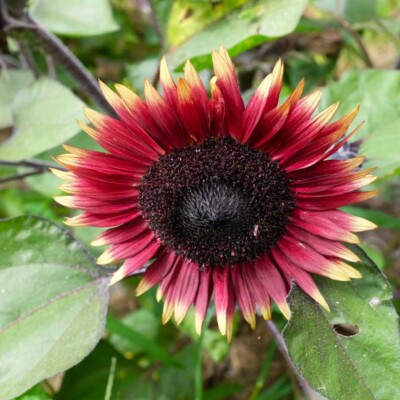 tournesol mrs mars bio la boite a graines semences fleur