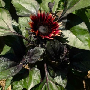 tournesol mrs mars bio la boite a graines semences plante