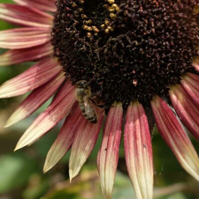 tournesol mrs mars bio la boite a graines semences gros plan fleur