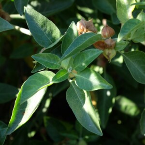 withania somnifera ashwanganda