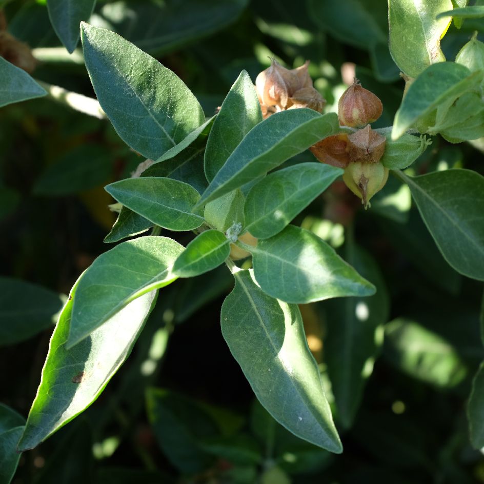 Withania somnifera ‘Ashwagandha’ Bio