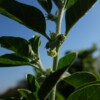 withania somnifera ashwanganda