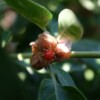 withania somnifera ashwanganda
