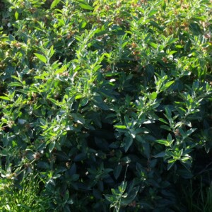 withania somnifera ashwanganda