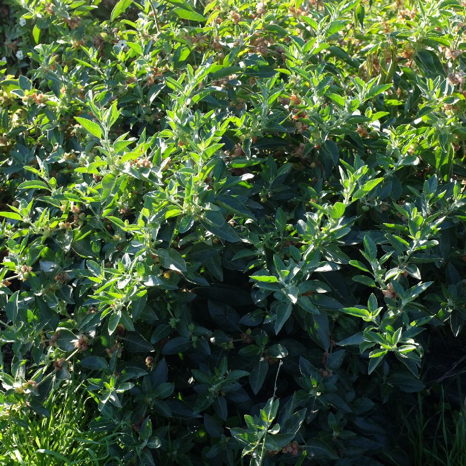 withania somnifera ashwanganda