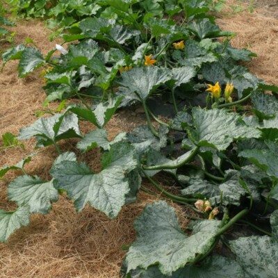 Courgette Ola Escaladora: Variété grimpante productive et savoureuse. Semences reproductibles.