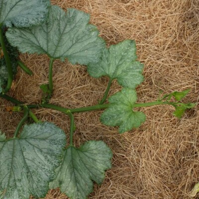 Courgette Ola Escaladora: Variété grimpante productive et savoureuse. Semences reproductibles.