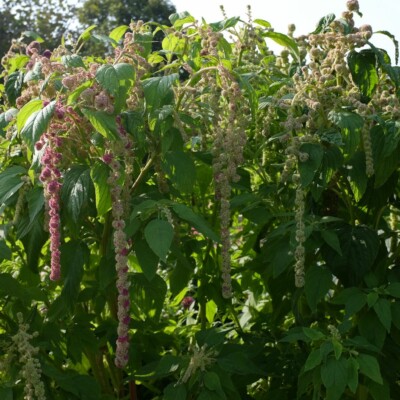 Massif d'Amarante Queue de Renard Mira bio,