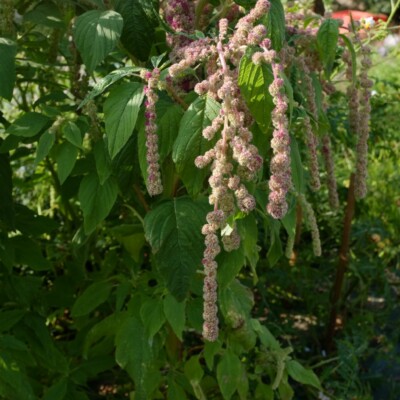 Fleur bicolore d'Amarante Queue de Renard Mira bio,