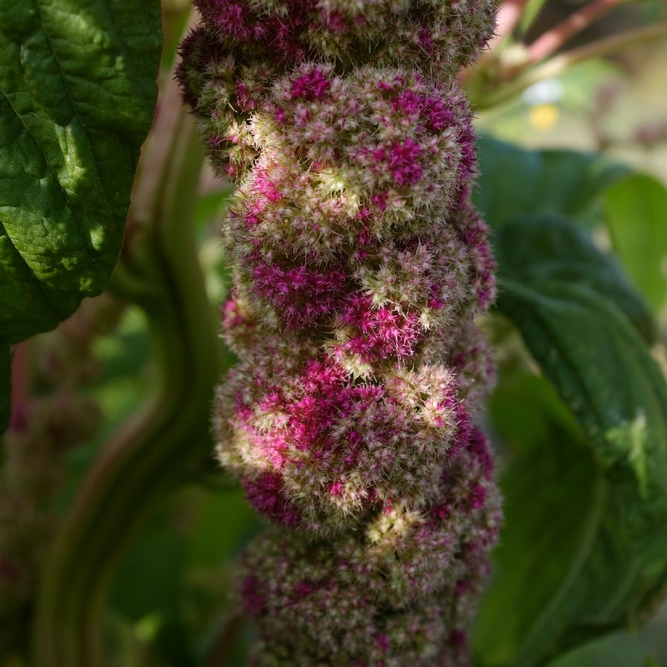 amarante-mira-bio-semence-la-boite-a-graines-2025 (6)_WEB Fleur bicolore d'Amarante Queue de Renard Mira bio,