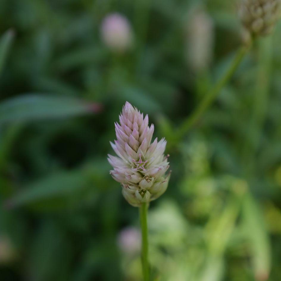 celosie-xantippe-bio-semence-la-boite-a-graines-2025 (10)_WEB