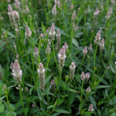 Celosie 'Xantippe' Bio