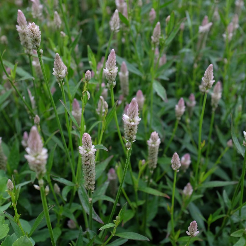 Celosie ‘Xantippe’ Bio