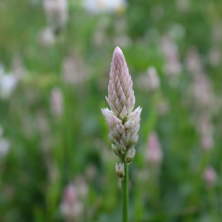 celosie-xantippe-bio-semence-la-boite-a-graines-2025 (6)_WEB