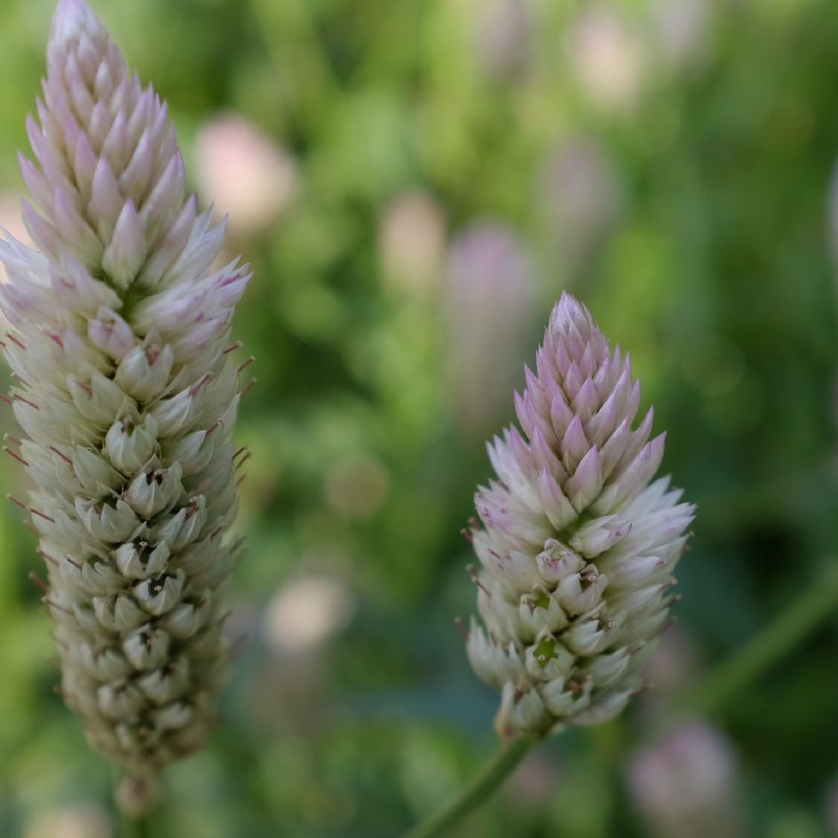 celosie-xantippe-bio-semence-la-boite-a-graines-2025 (7)_WEB