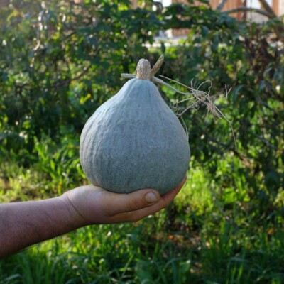 Courge Baby Blue: Petit potiron bleu-gris savoureuse, excellente conservation. Semences reproductibles.