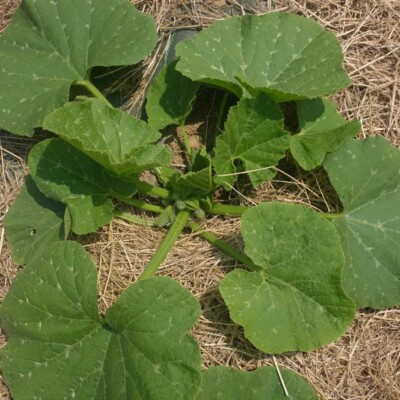 Courge Baby Blue: Petit potiron bleu-gris savoureuse, excellente conservation. Semences reproductibles.