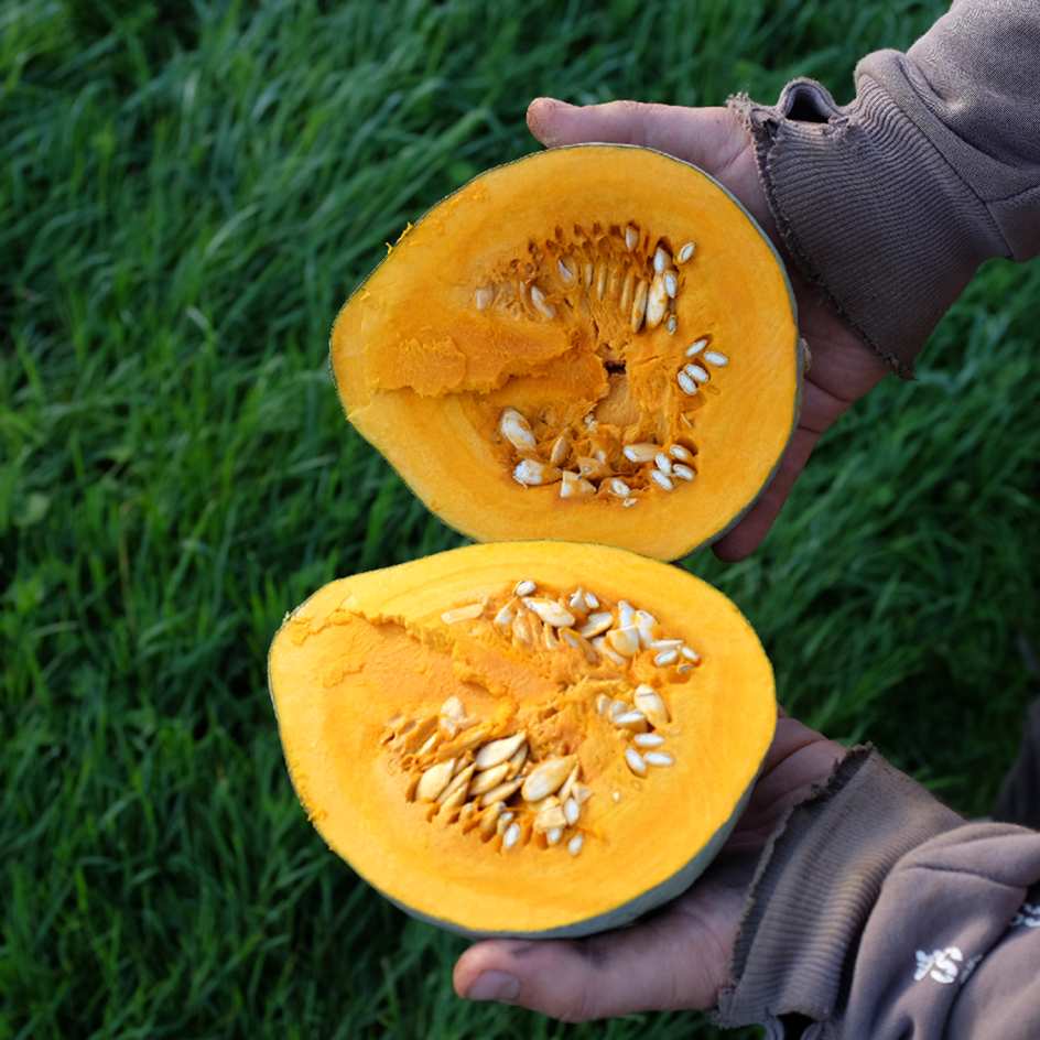 courge-baby-blue-bio-semence-la-boite-a-graines-2025 (4)_WEB Courge Baby Blue: Petit potiron bleu-gris savoureuse, excellente conservation. Semences reproductibles.