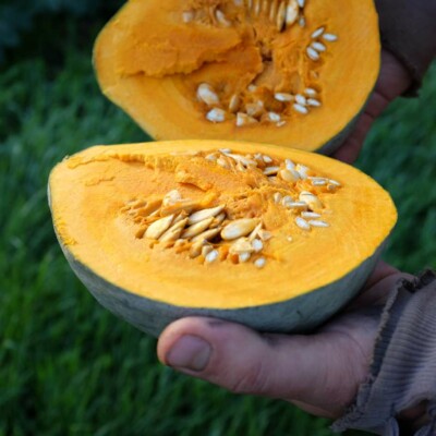 Courge Baby Blue: Petit potiron bleu-gris savoureuse, excellente conservation. Semences reproductibles.