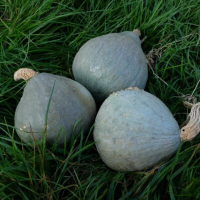 Courge Baby Blue: Petit potiron bleu-gris savoureuse, excellente conservation. Semences reproductibles.