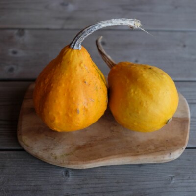 Fruit de courge Lemon, petits fruit jaunes qui ressemblent à des citrons. Les fruits se consomment jeunes comme des courgettes.