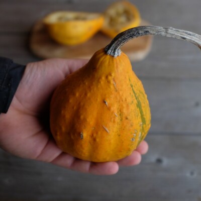 Fruit de courge Lemon, petits fruit jaunes qui ressemblent à des citrons. Les fruits se consomment jeunes comme des courgettes.