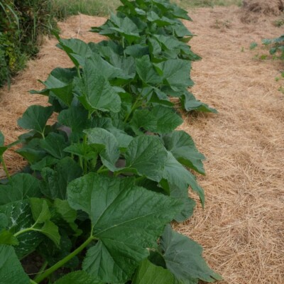 Plant de courge Lemon, petits fruit jaunes qui ressemblent à des citrons. Les pieds sont très productifs.