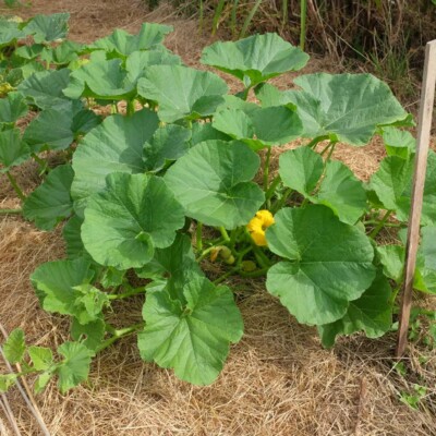 Graines de courge Miss Sophie Pink : Belle couleur rose saumon et goût parfumé. Une variété facile à cultiver et délicieuse. Semences reproductibles