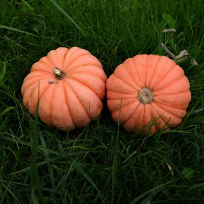 Graines de courge Miss Sophie Pink : Belle couleur rose saumon et goût parfumé. Une variété facile à cultiver et délicieuse. Semences reproductibles