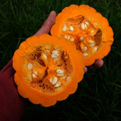 Graines de courge Miss Sophie Pink : Belle couleur rose saumon et goût parfumé. Une variété facile à cultiver et délicieuse. Semences reproductibles