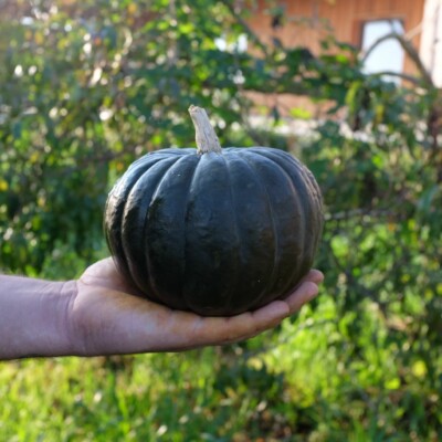 Fruit immature du Potiron Zapallito Del Tronco