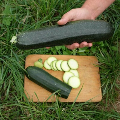 Courgette Ola Escaladora: Variété grimpante productive et savoureuse. Semences reproductibles.