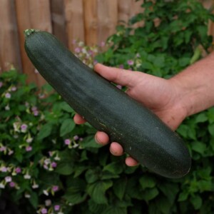 Courgette Ola Escaladora: Variété grimpante productive et savoureuse. Semences reproductibles.
