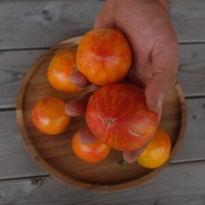 Tomates Copia de gros calibre, à peau rose-doré et chair juteuse, juste récoltées.