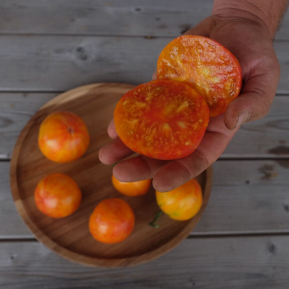 tomate-copia-bio-semence-boite-a-graines-2025 (9)_WEB Tomates Copia de gros calibre, à peau rose-doré et chair juteuse, juste récoltées.