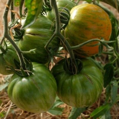 Tomates Copia de gros calibre, à peau rose-doré et chair juteuse, présentées en grappe.