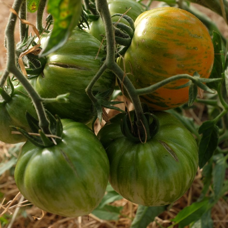 tomate-copia-bio-semence-la-boite-a-graines-2025 (3)_WEB Tomates Copia de gros calibre, à peau rose-doré et chair juteuse, présentées en grappe.