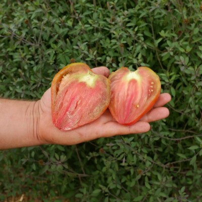 Cette Tomate 'Reinhard's Chocolate Heart' produit de beaux fruits rouge sombre en forme de cœur, d'où son nom 'Chocolate Heart'. La chair parfumée est très peu acide, dense et contient peu de graines. Les plants se développent vite et sont très vigoureux. Cette variété est une création récente de 2015.