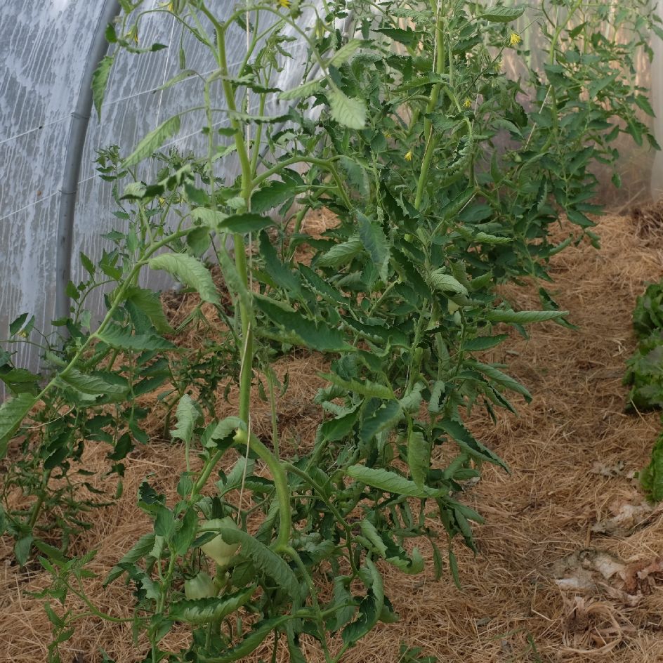 tomate-reinhard's-chocolate-heart-bio-semence-la-boite-a-graines-2025 (1)_WEB Cette Tomate produit de beaux fruits rouge sombre en forme de cœur. La chair parfumée est très peu acide, dense et contient peu de graines. Semences reproductibles.