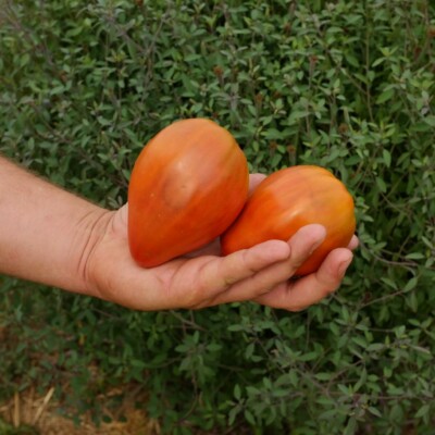 Cette Tomate 'Reinhard's Chocolate Heart' produit de beaux fruits rouge sombre en forme de cœur, d'où son nom 'Chocolate Heart'. La chair parfumée est très peu acide, dense et contient peu de graines. Les plants se développent vite et sont très vigoureux. Cette variété est une création récente de 2015.