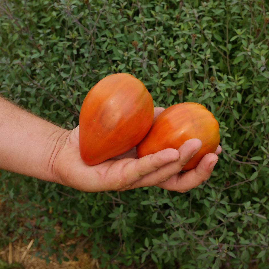 Tomate Reinhard’s Chocolate Heart Bio