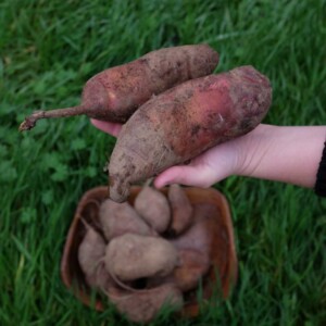 yacons, aussi appelé poire de terre