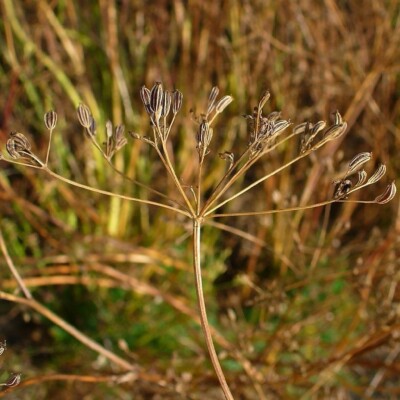 cumin des prés (carvi) : plante condimentaire réputée pour aider à la digestion. Semences reproductibles.