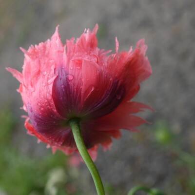 Pavot Double Rose : variété annuelle aux fleurs doubles de couleur rose, portant de nombreux pétales en Frou-Frou. Semences reproductibles.