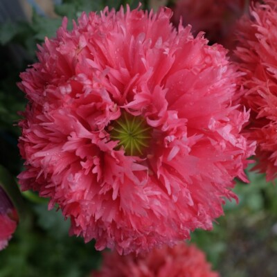 Pavot Double Rose : variété annuelle aux fleurs doubles de couleur rose, portant de nombreux pétales en Frou-Frou. Semences reproductibles.